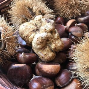 imgi_43_tuber_magnatum_06