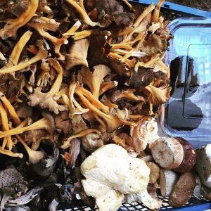 imgi_44_craterellus_06