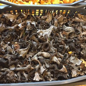 imgi_44_craterellus_cornucopioides_06