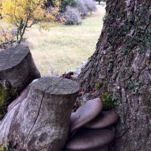 imgi_44_pleurotus_06