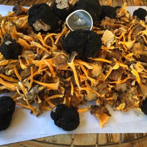 imgi_45_craterellus_07