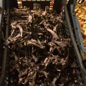 imgi_45_craterellus_cornucopioides_07