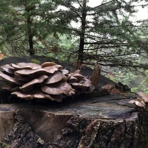 imgi_45_pleurotus_07