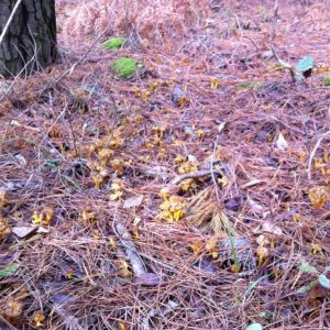 imgi_46_craterellus_08