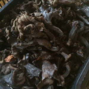 imgi_46_craterellus_cornucopioides_08