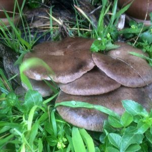 imgi_46_pleurotus_08