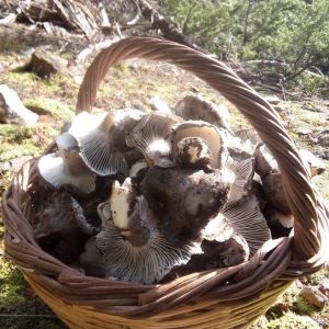 imgi_50_marzuolus_06