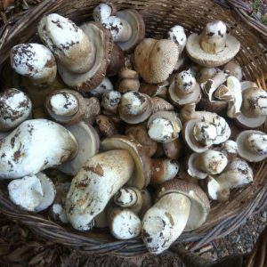imgi_51_boletus_01