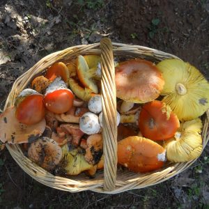 imgi_51_caecarea_01