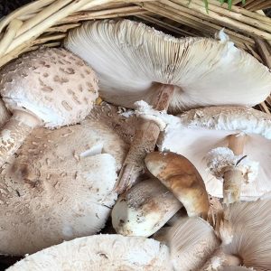 imgi_51_macrolepiota_01