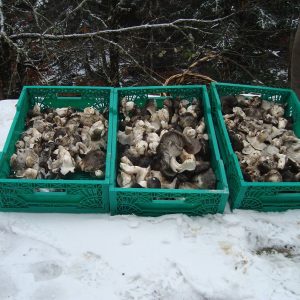 imgi_51_marzuolus_07