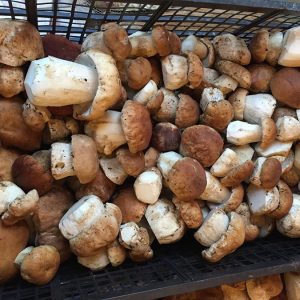 imgi_52_boletus_02