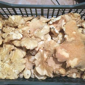 imgi_52_hydnum_02