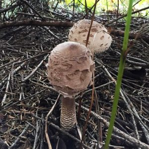 imgi_52_macrolepiota_02