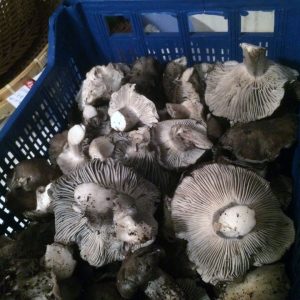 imgi_52_marzuolus_08