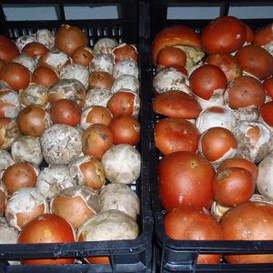 imgi_53_caecarea_03