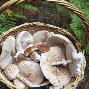 imgi_53_macrolepiota_03