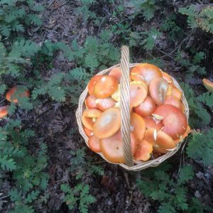 imgi_54_caecarea_04