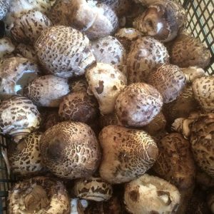 imgi_54_macrolepiota_04