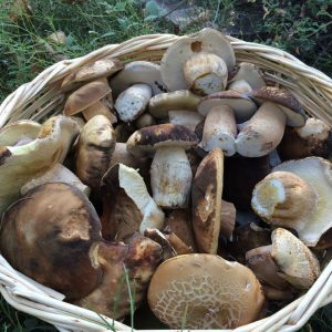 imgi_55_boletus_05