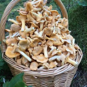 imgi_55_cantharellus_05