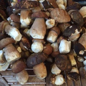 imgi_56_boletus_06