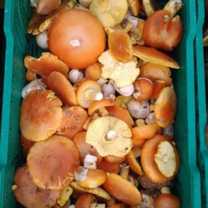 imgi_56_caecarea_06
