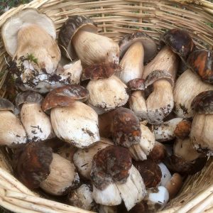 imgi_57_boletus_07