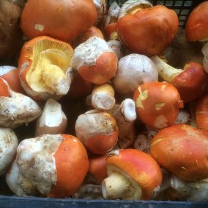 imgi_57_caecarea_07