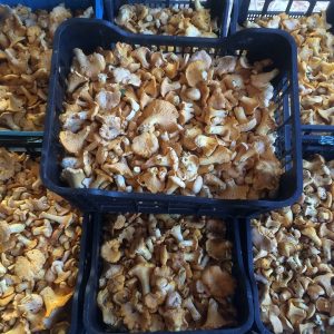 imgi_57_cantharellus_07