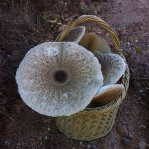 imgi_57_macrolepiota_07