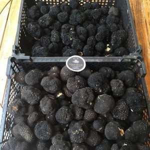 imgi_57_tuber_aestivum_07