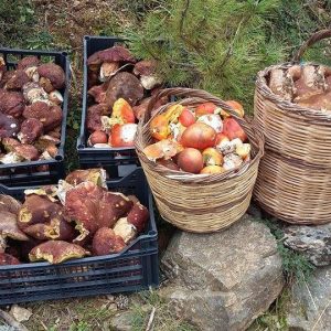 imgi_58_boletus_08