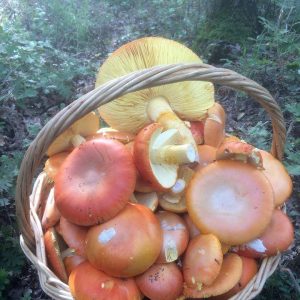 imgi_58_caecarea_08