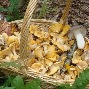 imgi_58_cantharellus_08