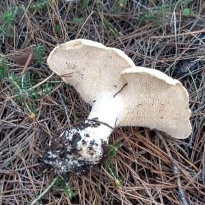 imgi_58_hydnum_08