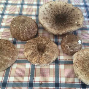 imgi_58_macrolepiota_08