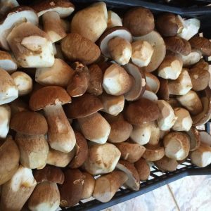 imgi_59_boletus_09