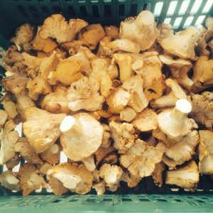 imgi_59_cantharellus_09