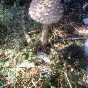 imgi_59_macrolepiota_09