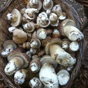 imgi_60_boletus_10