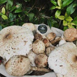 imgi_60_macrolepiota_10