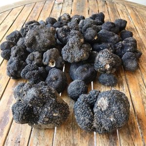 imgi_60_tuber_aestivum_10