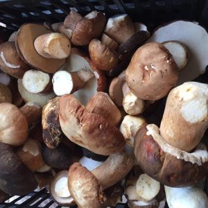 imgi_61_boletus_11