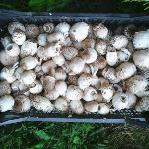 imgi_61_macrolepiota_11