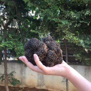 imgi_61_tuber_aestivum_11
