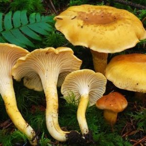 imgi_62_cantharellus_12