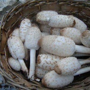 imgi_62_macrolepiota_12