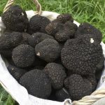 Tuber Aestivum 50 gr